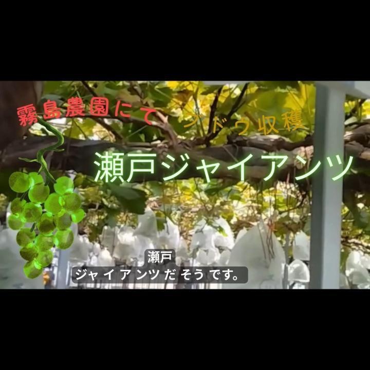 梨　ブドウ狩り体験