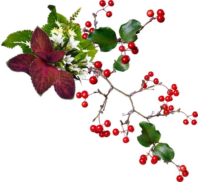 コリウスとサンキライの秋アレンジのポストカード