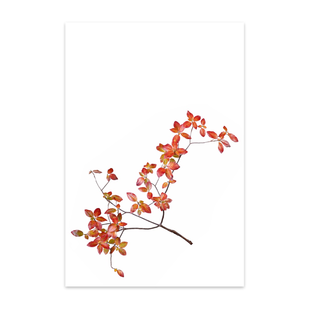 秋の紅葉ハガキ137ポストカード(10枚セット) - ヴァンヌーボVGスノーホワイト195kg