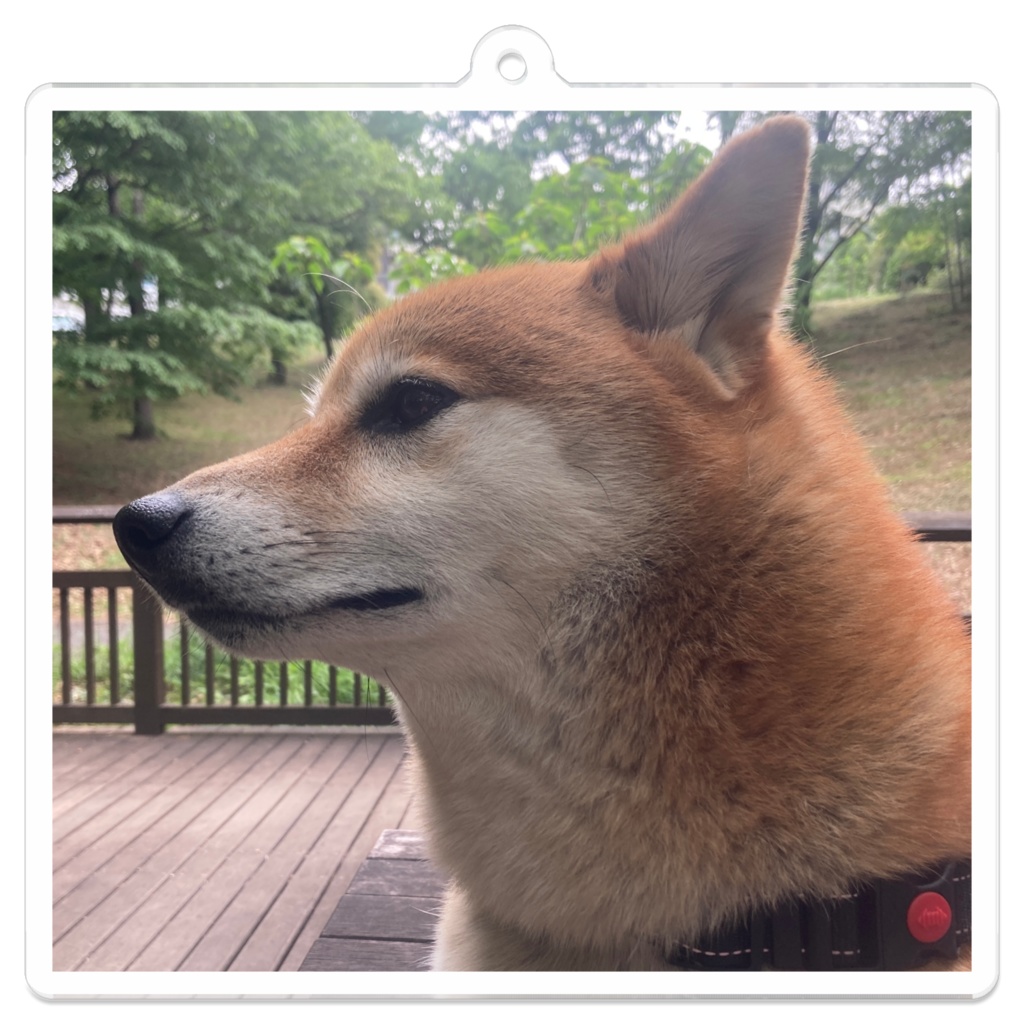 イケメンな横顔のシナモン