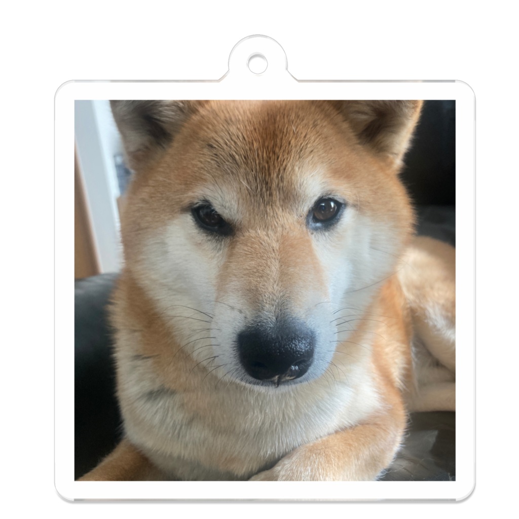 正面顔のシナモン