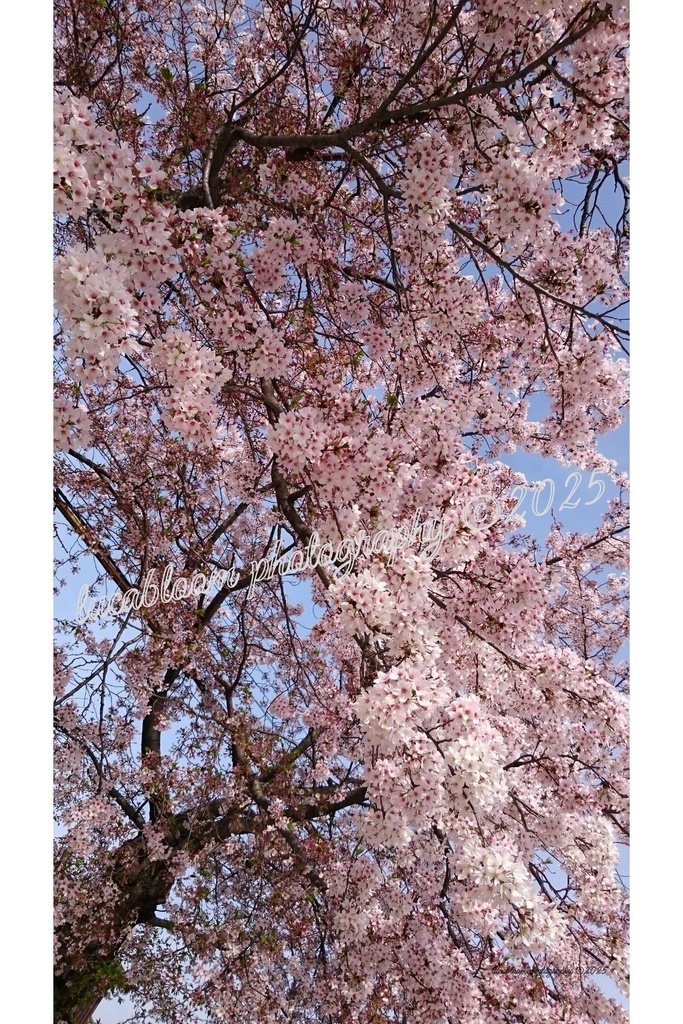 桜アート写真セット|Sakura Blossoms Photo Set(5枚組・高解像度JPEG)