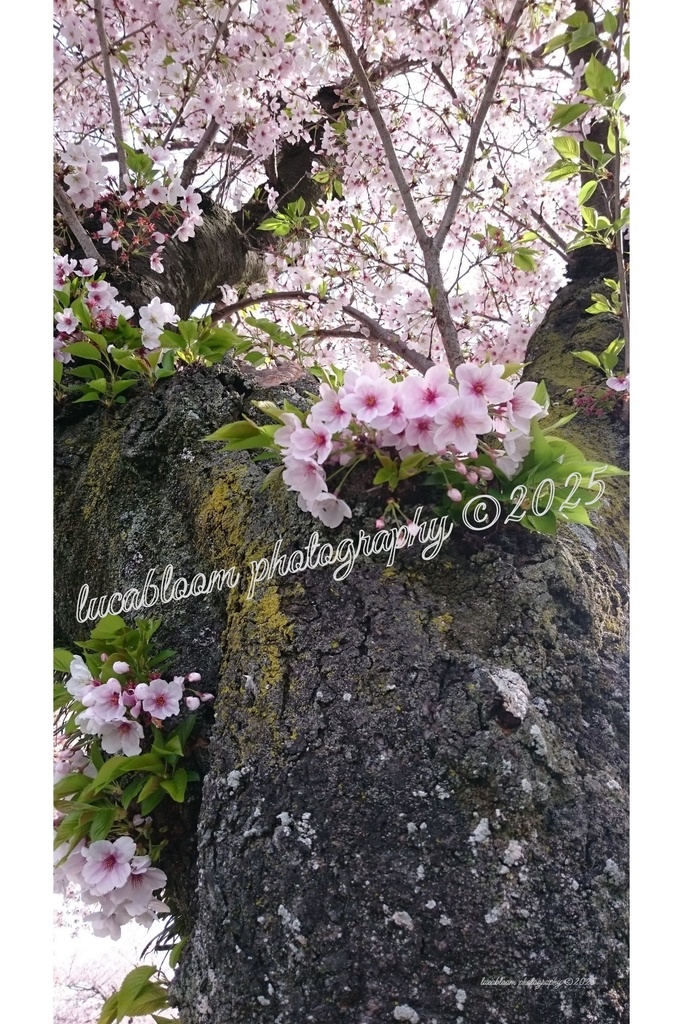 桜アート写真セット|Sakura Blossoms Photo Set(5枚組・高解像度JPEG)