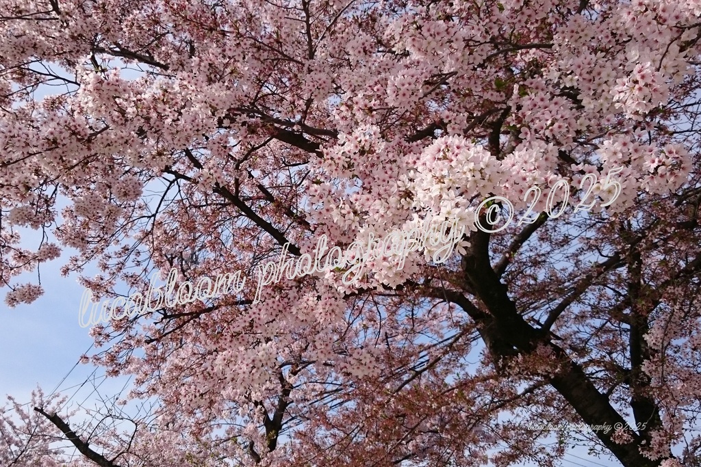 桜アート写真セット|Sakura Blossoms Photo Set(5枚組・高解像度JPEG)