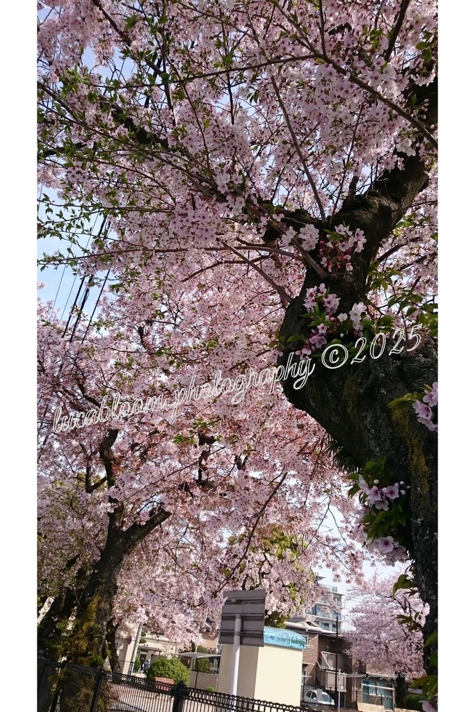 桜アート写真セット|Sakura Blossoms Photo Set(5枚組・高解像度JPEG)