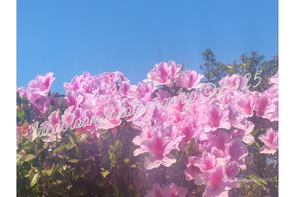 Pink Azalea Blossoms｜春色のツツジ写真（高解像度JPEG）