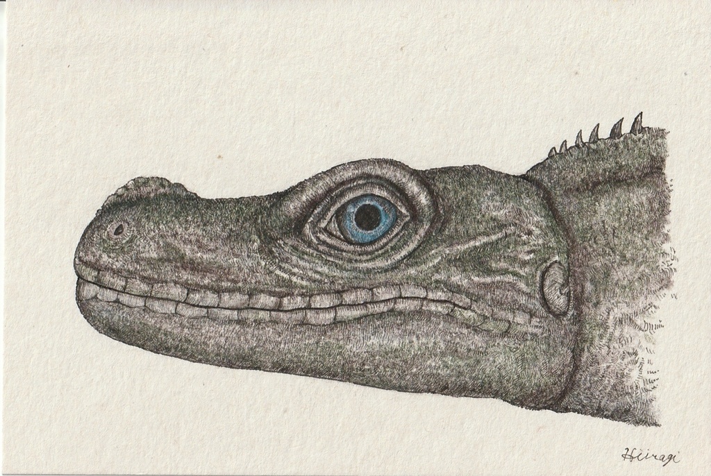 原画　アンボイナホカケトカゲ