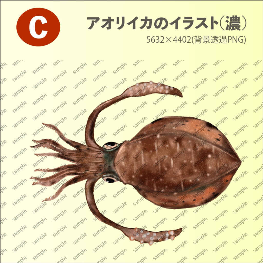 アオリイカのイラスト - 手書きの味のある高解像度 背景透過PNG