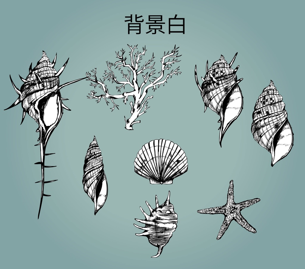 手書きの貝殻イラスト - 海の記憶のベクター or 高解像度PNG素材集