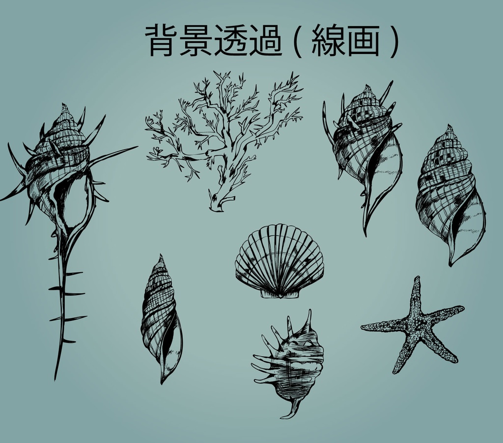 手書きの貝殻イラスト - 海の記憶のベクター or 高解像度PNG素材集