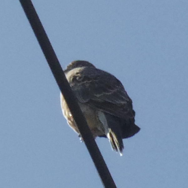 [オリジナル曲] 雉鳩の啼く街