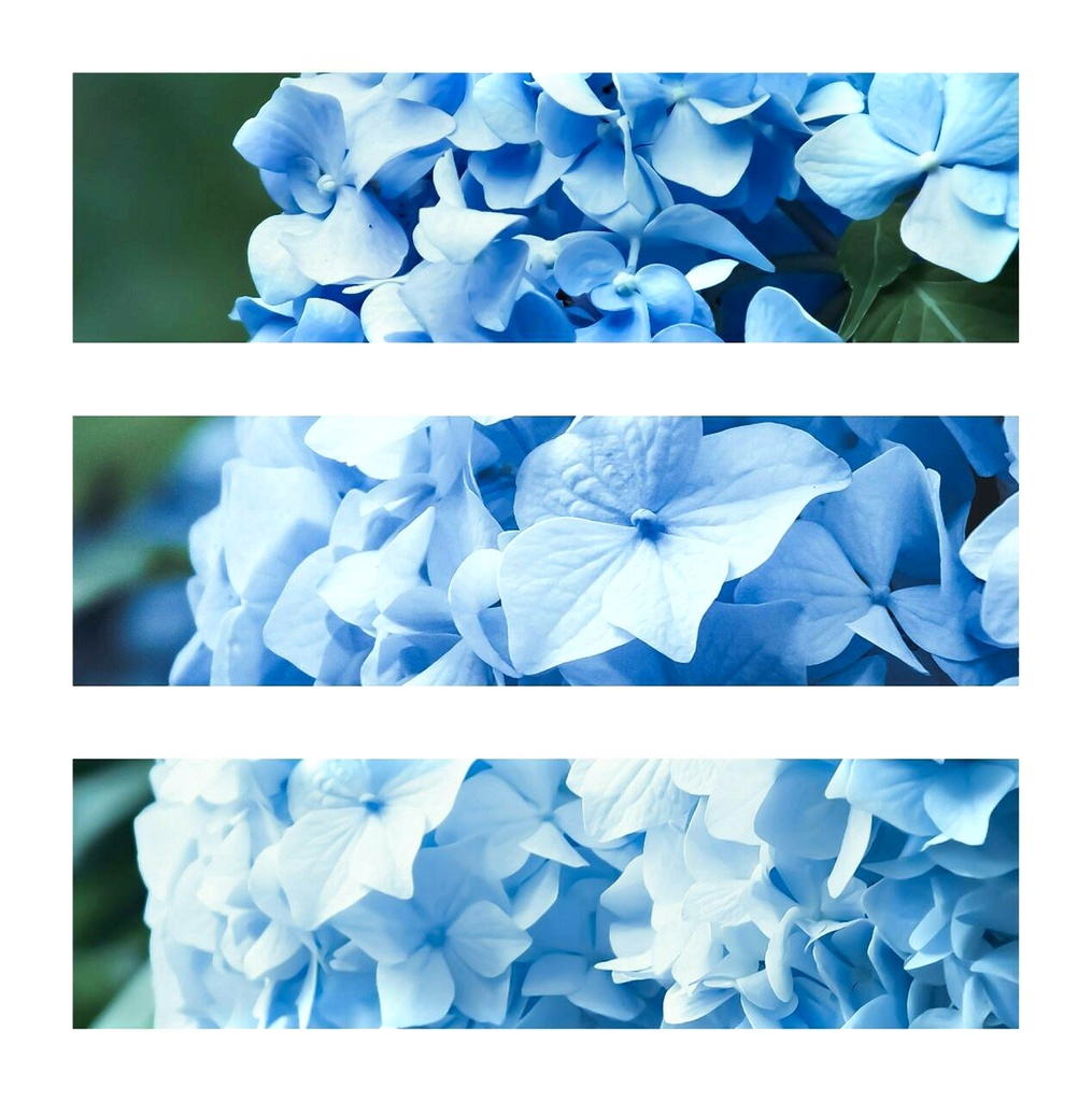 青いお紫陽花のおTシャツ(おユニセックスサイズ)