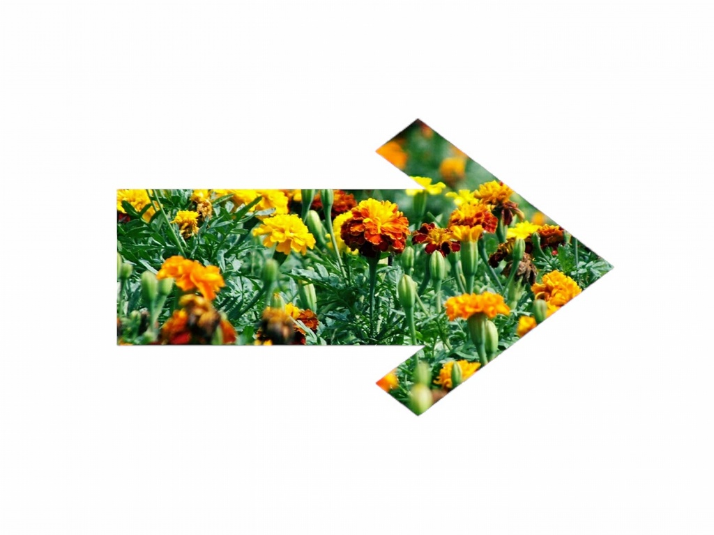 おマリーゴールドのお矢印おTシャツ