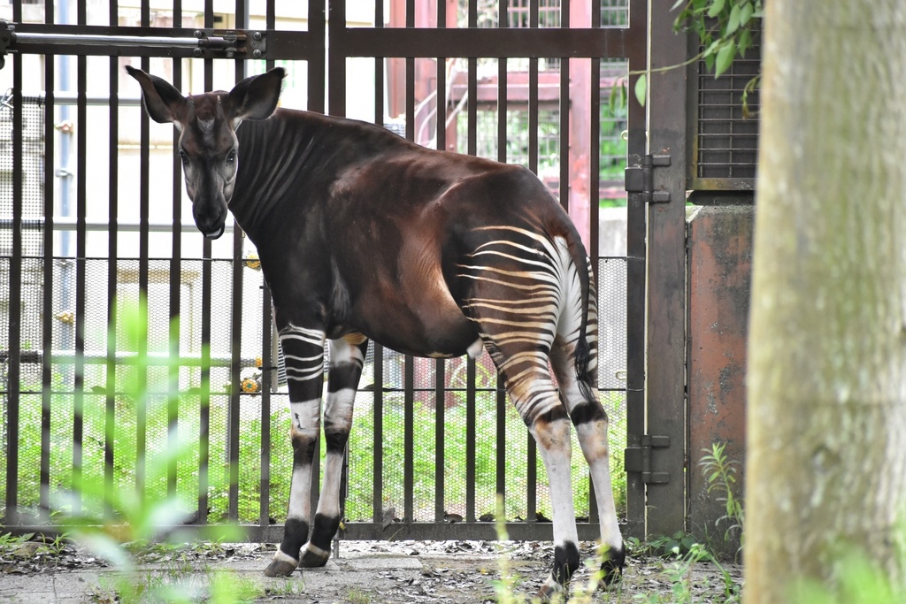 目が覚めたらAPP18の褐色美人と結婚する事になっているんだがアザトース義父さんは一体何を考えているんだろう。シマウマの生態かな?
