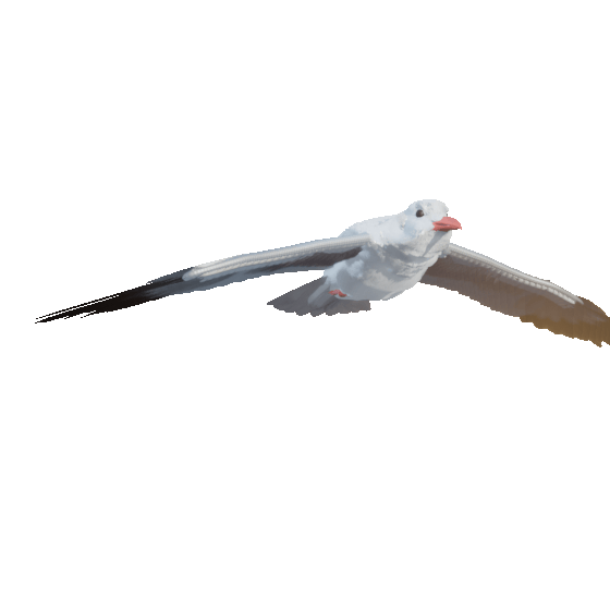  カモメの３Dモデル