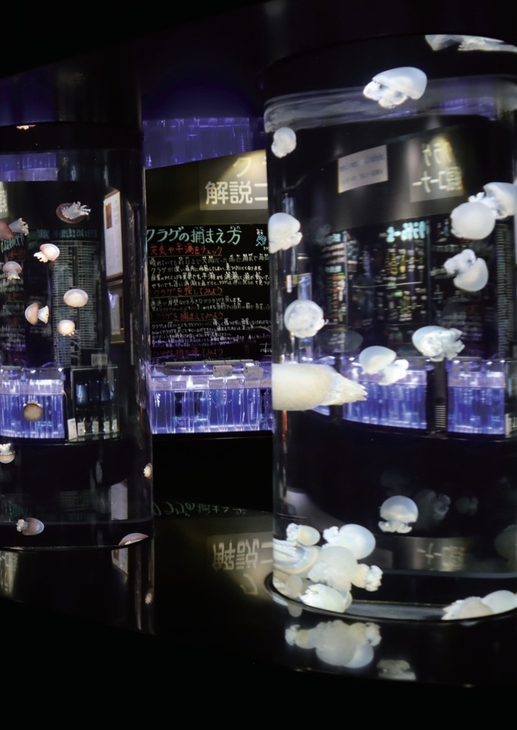 ぼくはクラゲが好き2