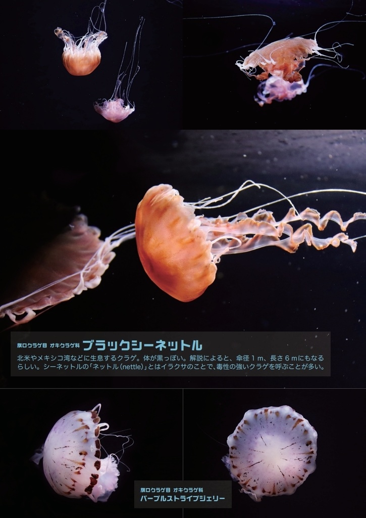 ぼくはクラゲが好き2