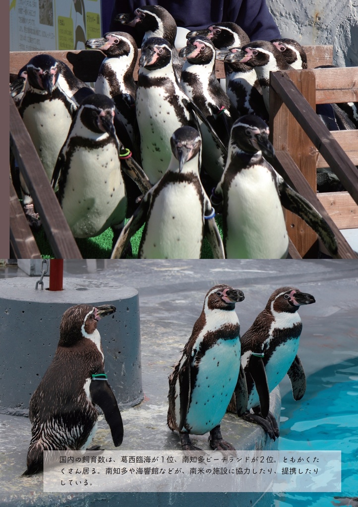 僕のペンギン研究日誌