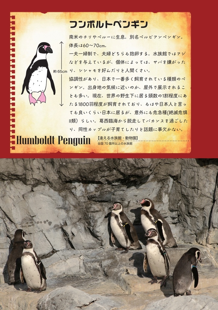 僕のペンギン研究日誌