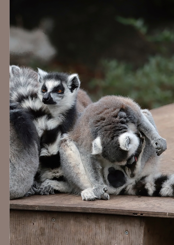ぼくはお猿が好き