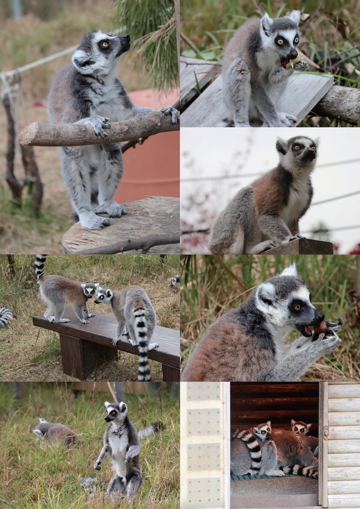 ぼくはお猿が好き