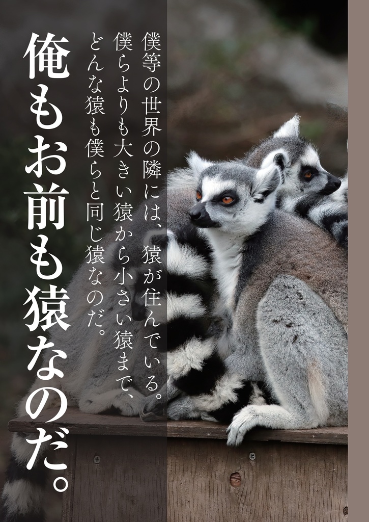 ぼくはお猿が好き