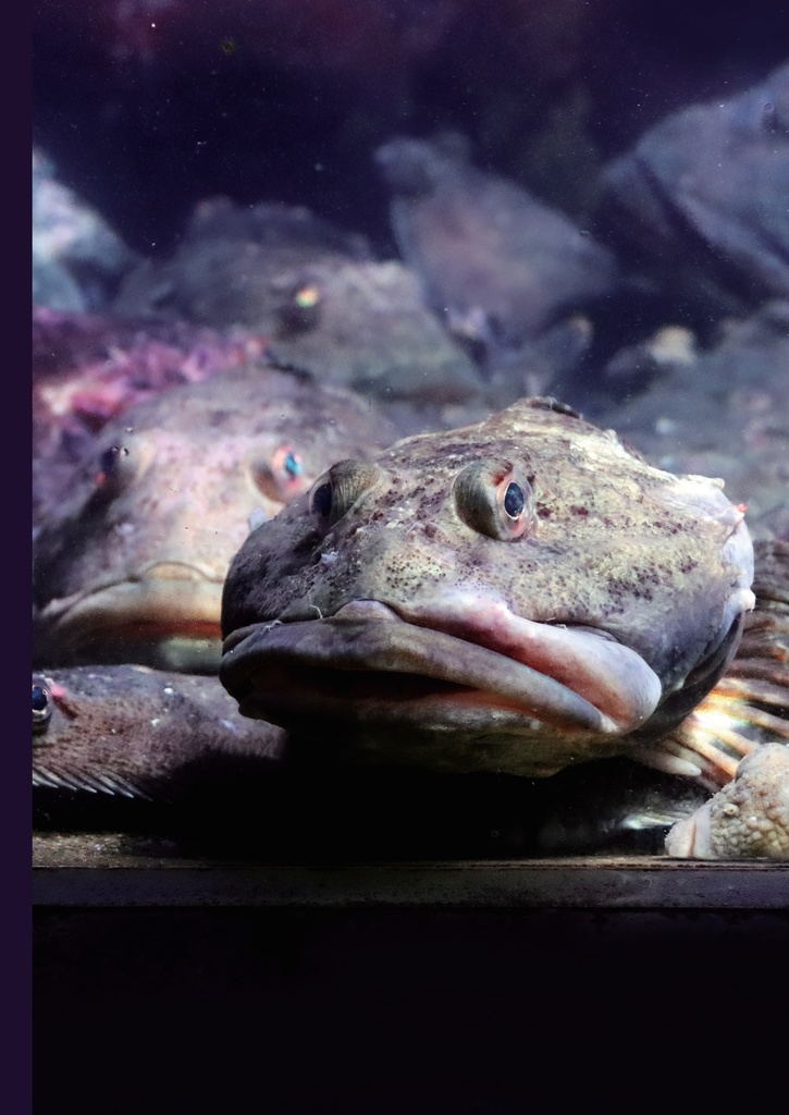 でっかいどう水族館(ぼくの二万里旅日記 Vol.2)