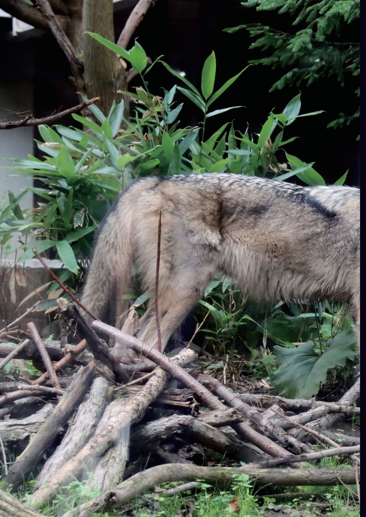 でっかいどう動物園(ぼくの二万里旅日記 Vol.1)