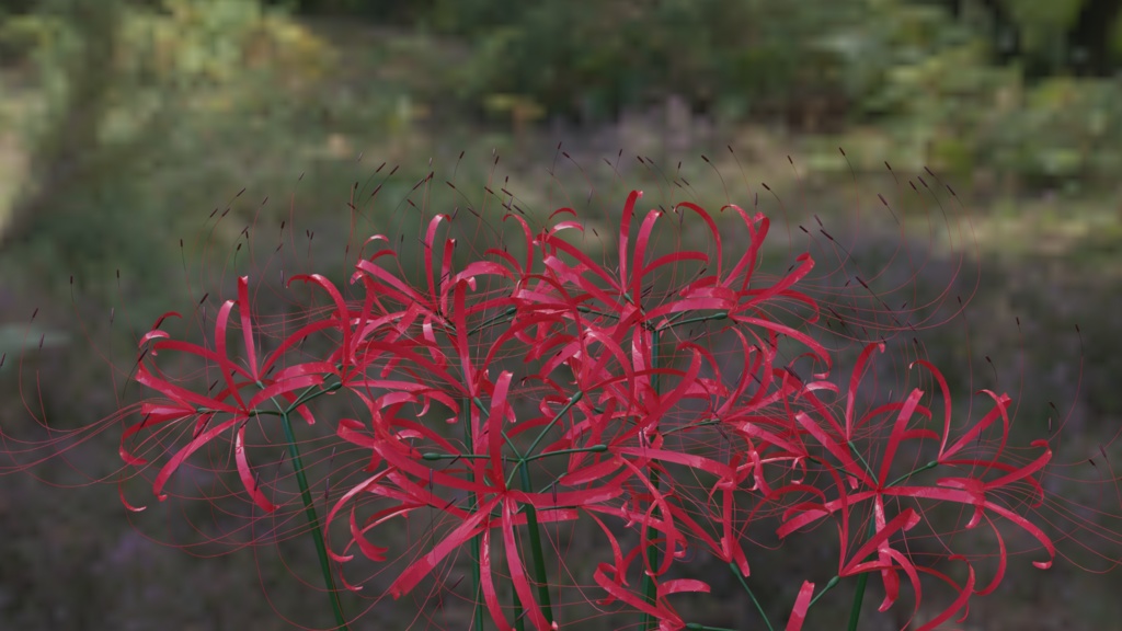 【3Dモデル】彼岸花