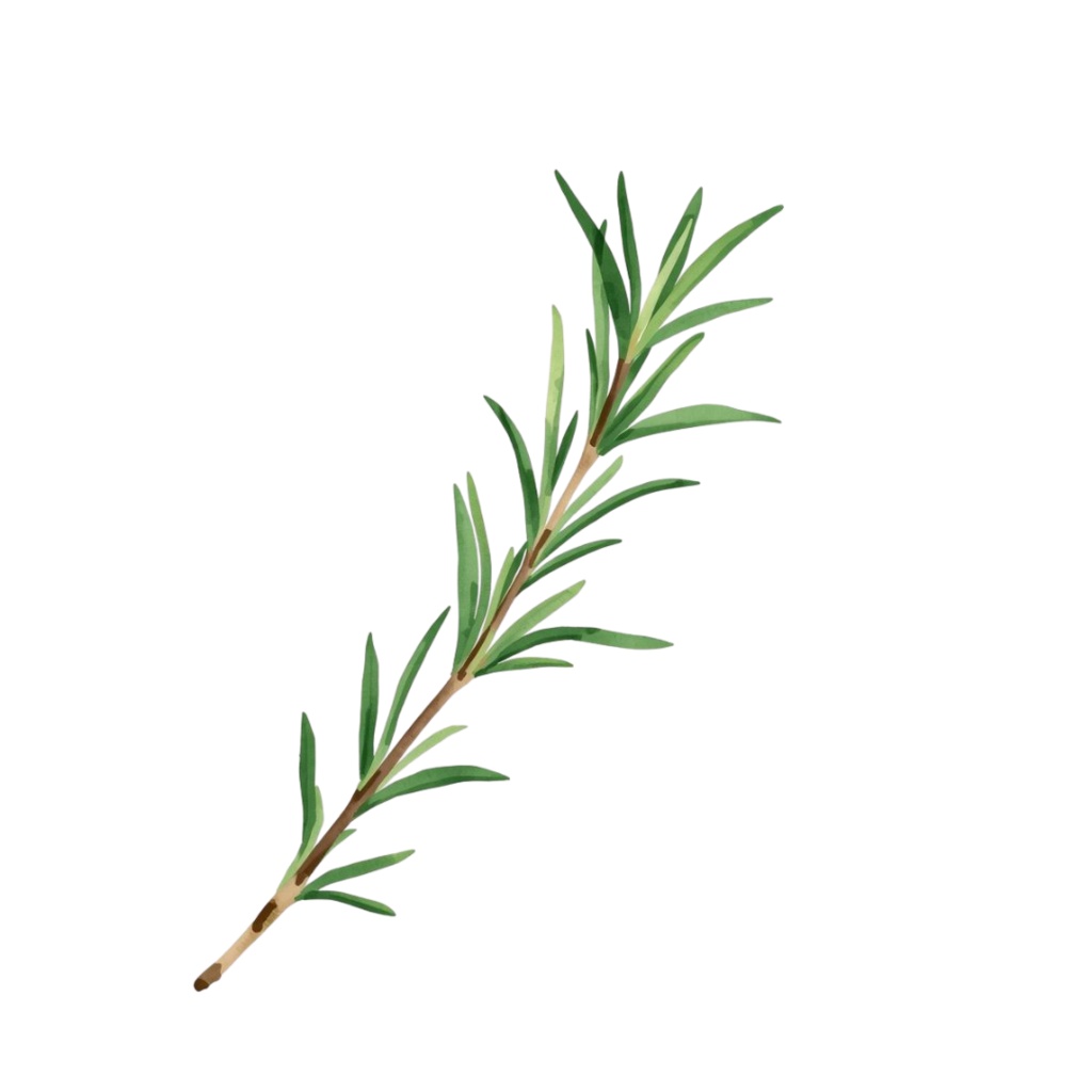 ハーブガーデンシリーズ|水彩画アンティーク可愛いクリップアート10点セット(PNG形式)