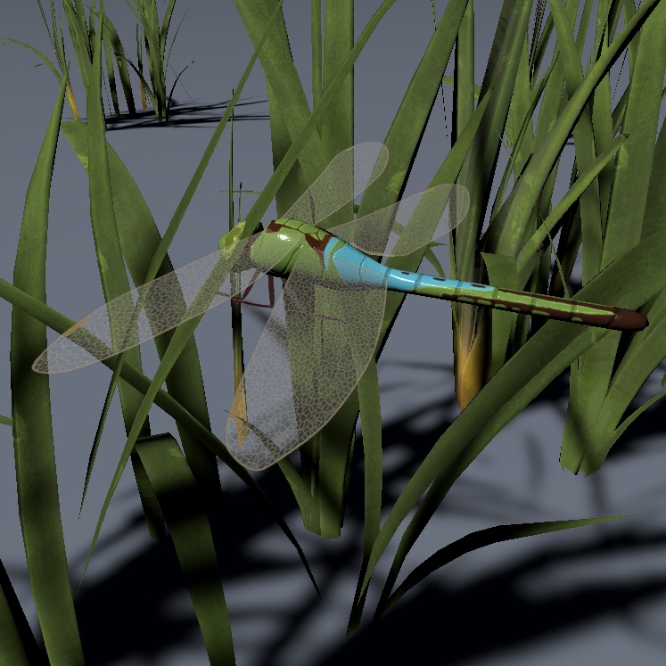 Dragonflies | トンボ