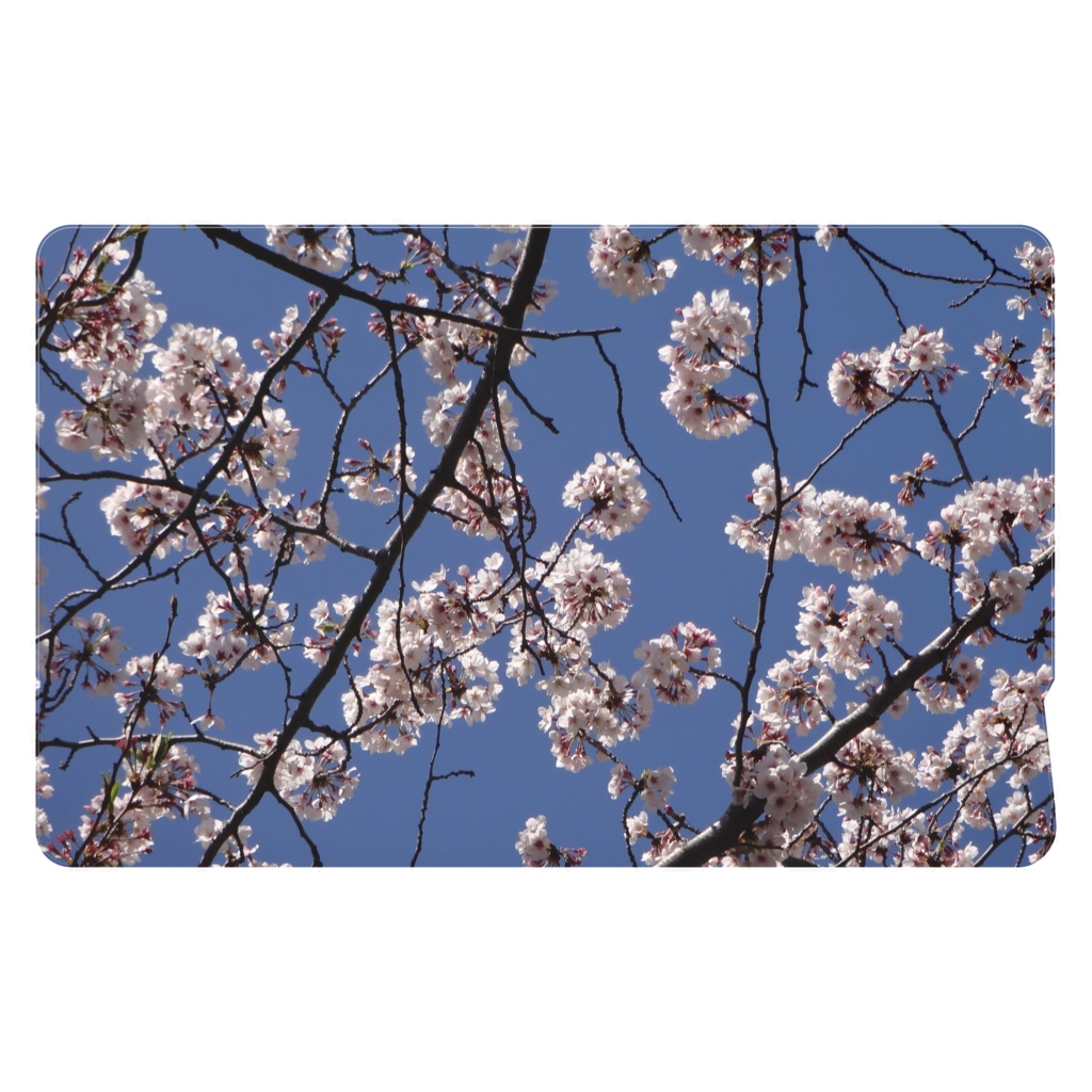 sakura with blue sky
