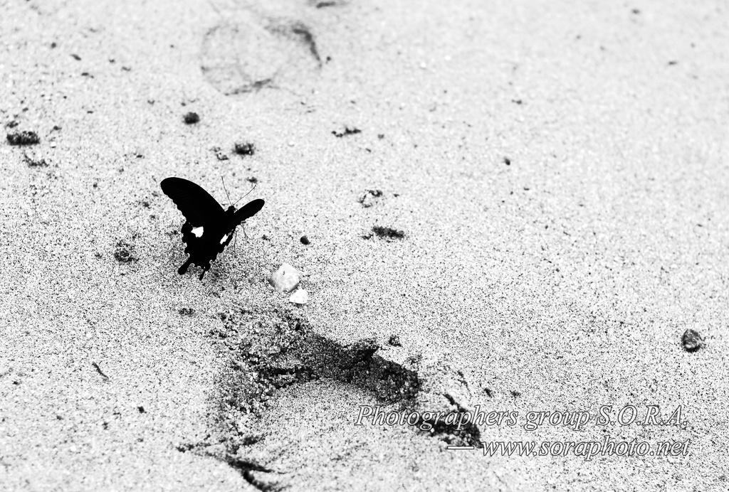 【ぴぃす堂】 ネコ 黒蝶 ポストカード 【写真】