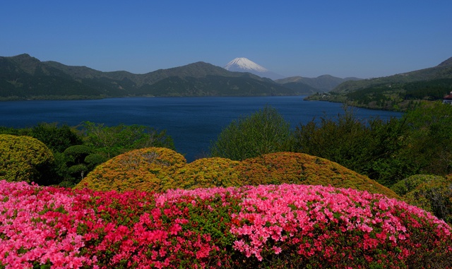 JPG写真▲箱根からの春の花と富士山▲