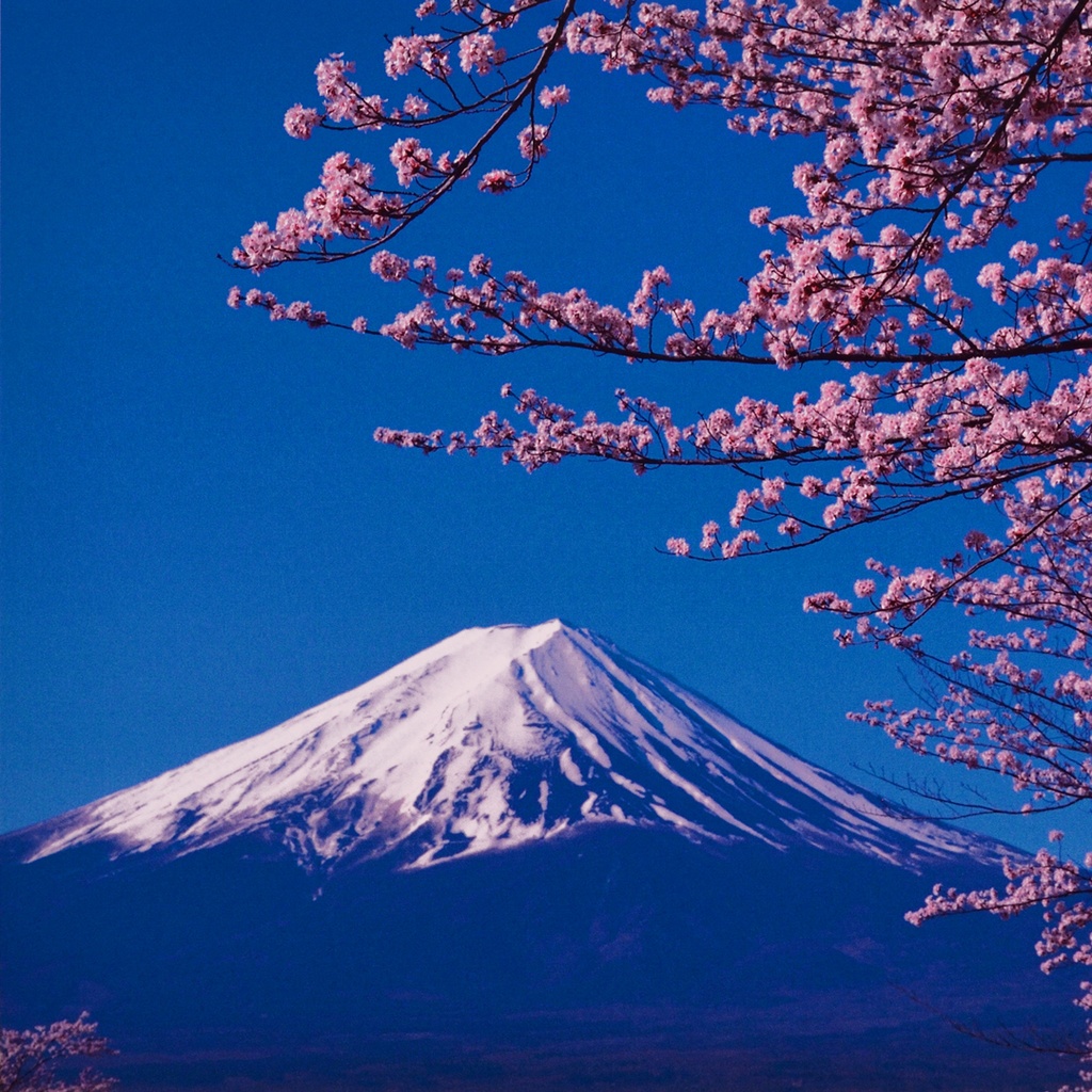 ●『桜と富士山』●がんどうあつし写真撮影・編集落款サイン入り20枚限定A4額装品