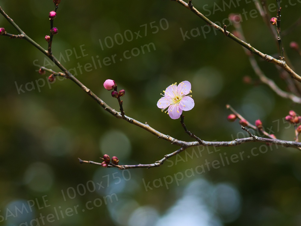 梅の開花 写真素材 花 plum blossom image material