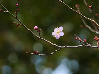 梅の開花 写真素材 花 plum blossom image material