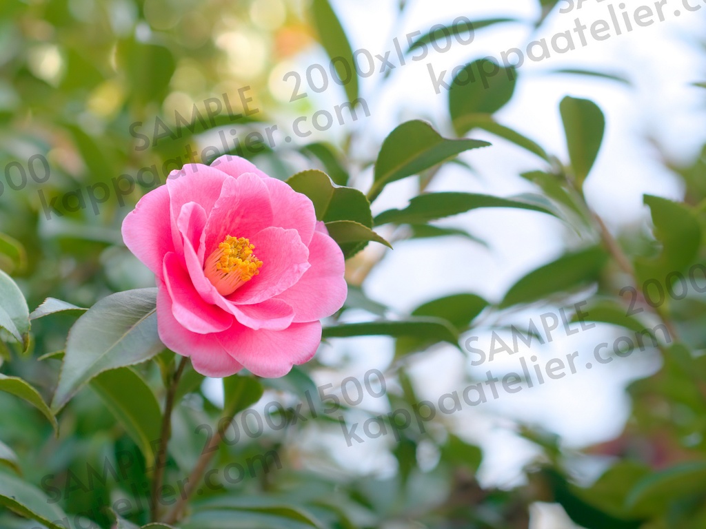 椿 写真素材 花 camellia flower image material