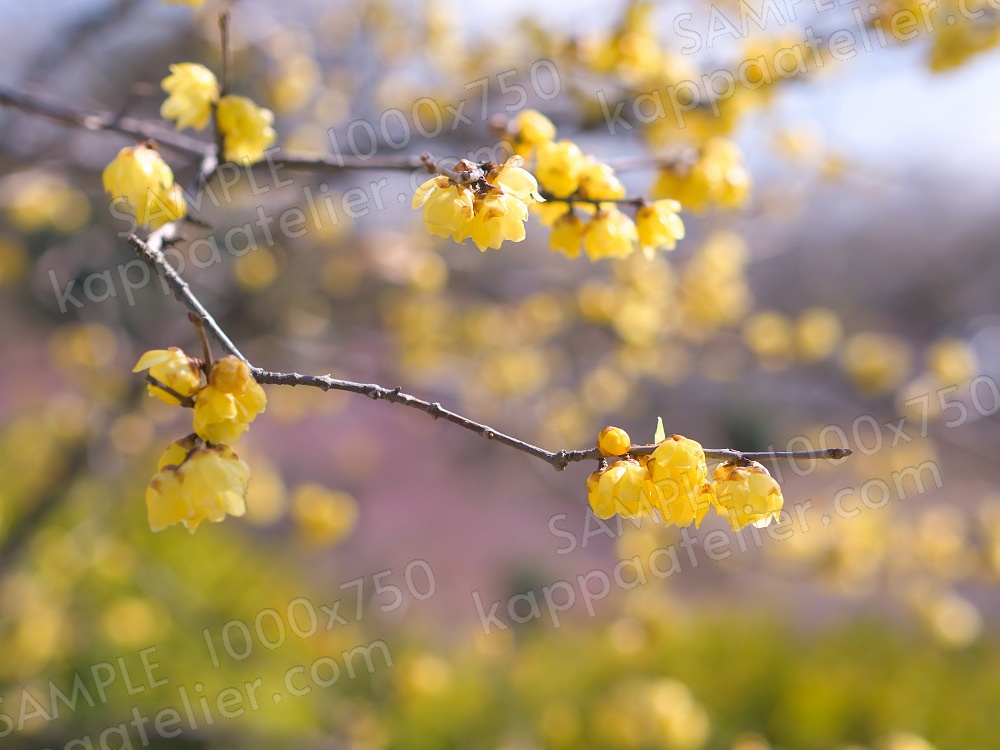 ロウバイ 写真素材 花 winter sweet flower image material