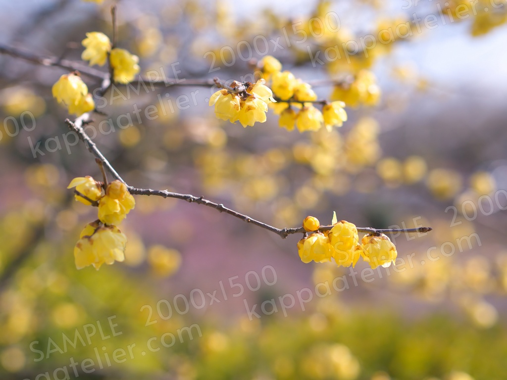 ロウバイ 写真素材 花 winter sweet flower image material
