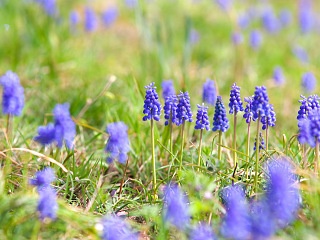 ムスカリ 写真素材 花 muscari flower image material