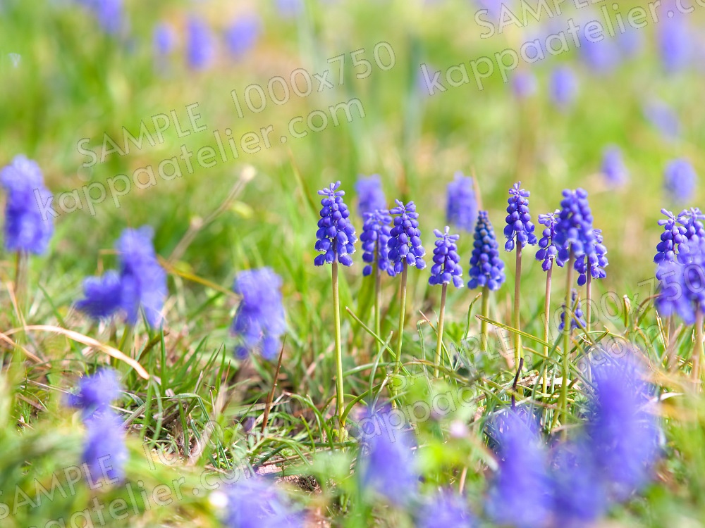 ムスカリ 写真素材 花 muscari flower image material