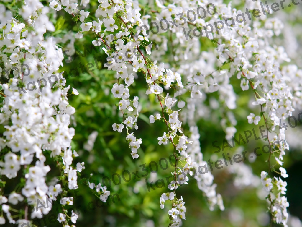 雪柳 写真素材 花 snow willow flower image material