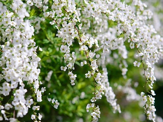 雪柳 写真素材 花 snow willow flower image material