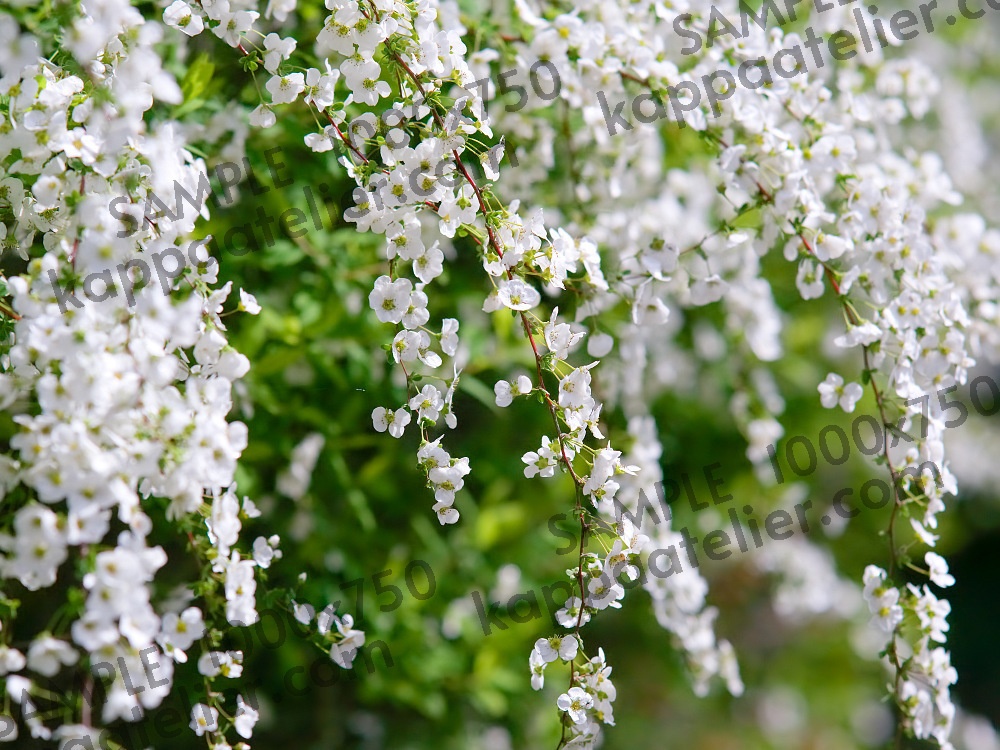 雪柳 写真素材 花 snow willow flower image material