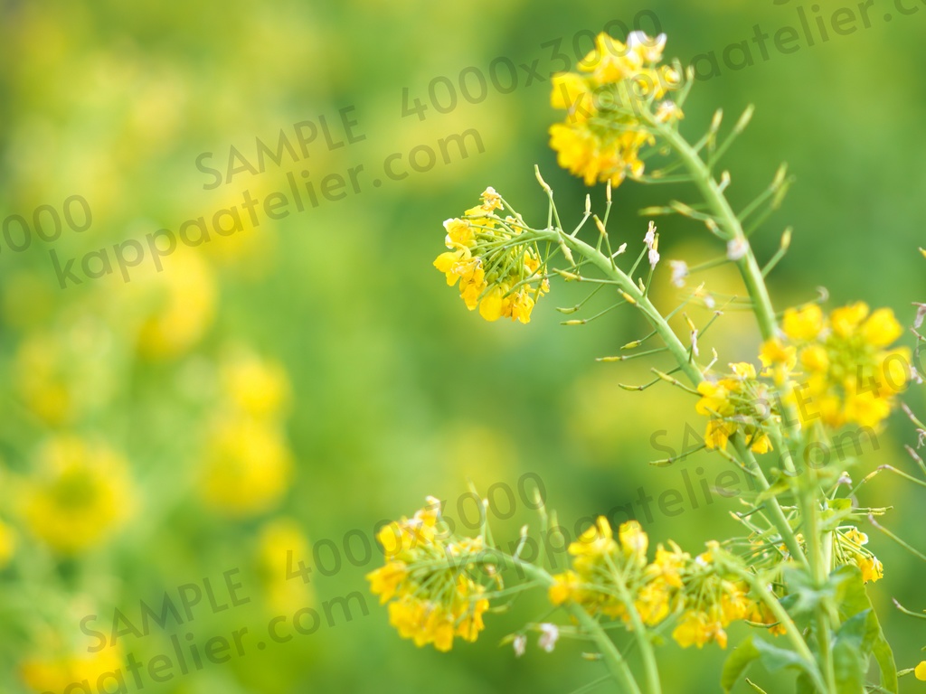 菜の花 写真素材 花 canola flower image material