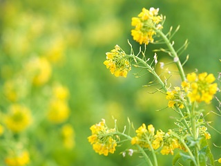 菜の花 写真素材 花 canola flower image material