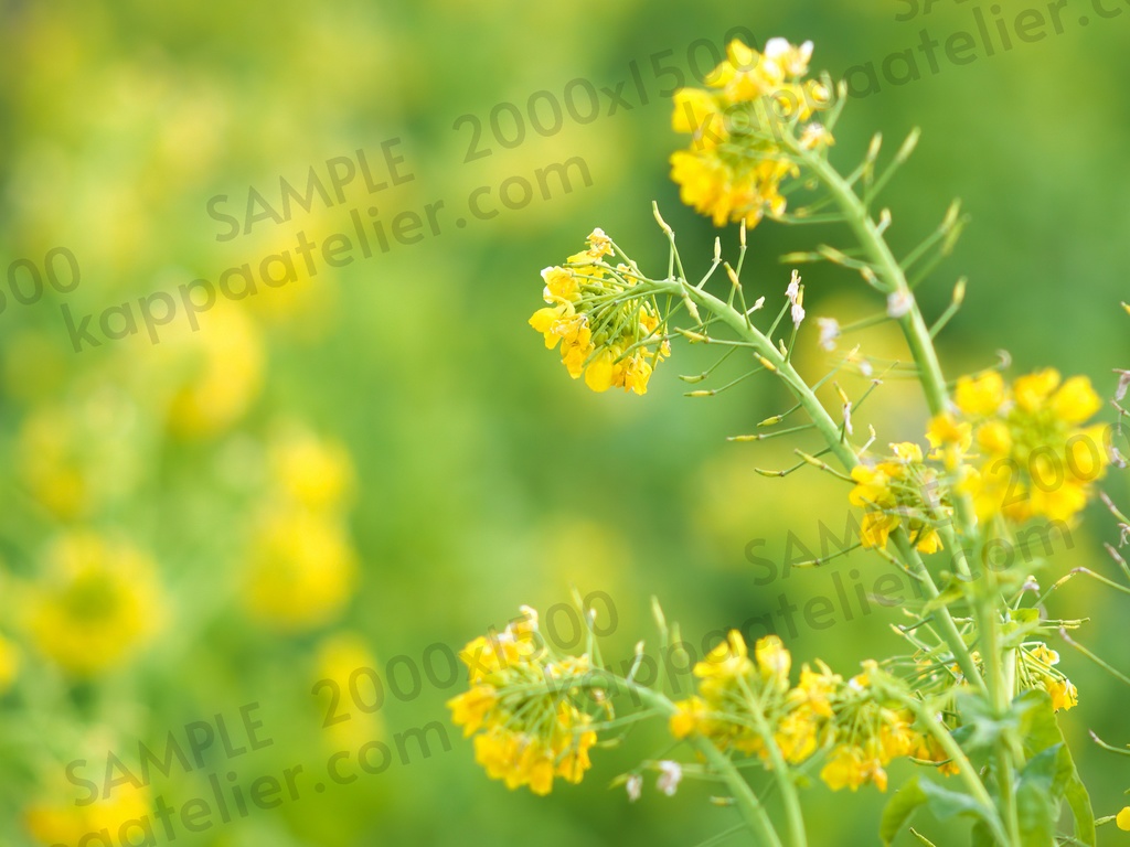 菜の花 写真素材 花 canola flower image material