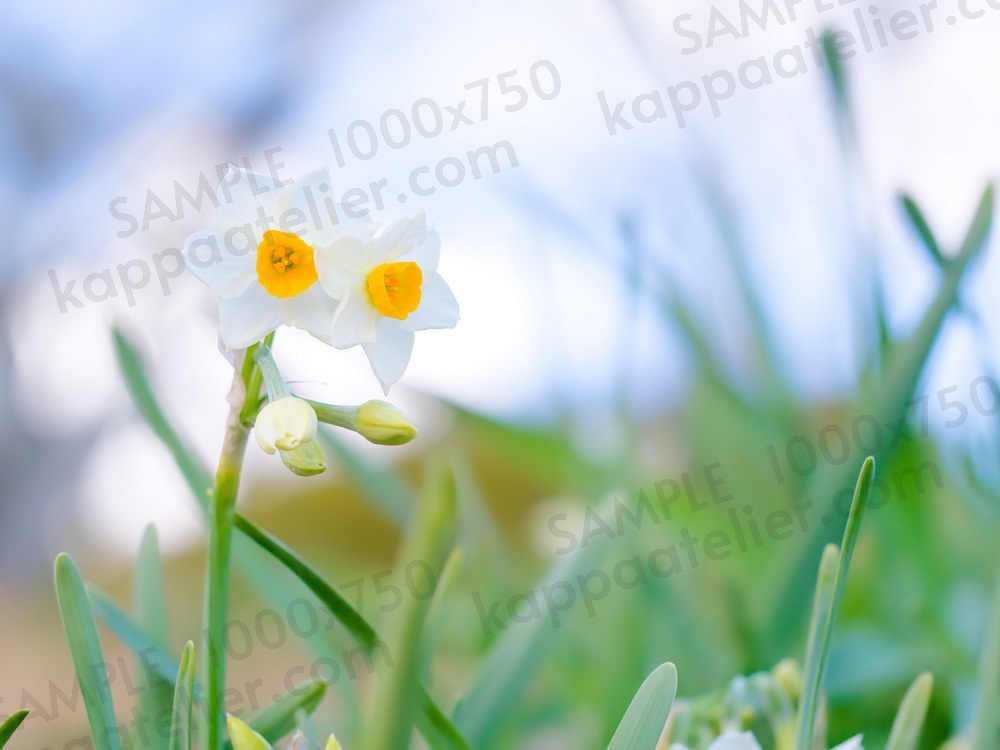 水仙 写真素材 花 narcissus flower image material