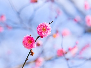 八重咲き梅 写真素材 花 plum blossoms image material